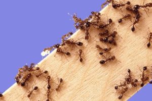 Боротьба з мурашками