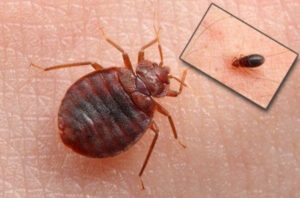 Уничтожение постельных клопов