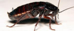 как избавиться от больших черных Мадагаскарских тараканов