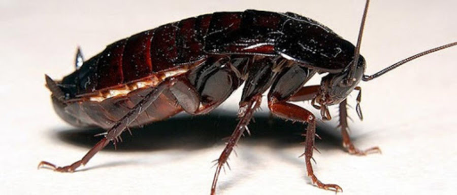 большой черный таракан Мадагаскарский