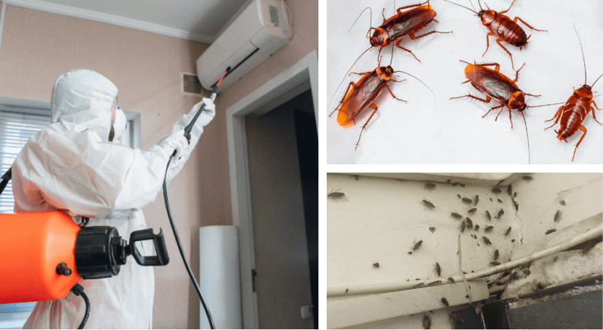 Уничтожение тараканов в Одессе