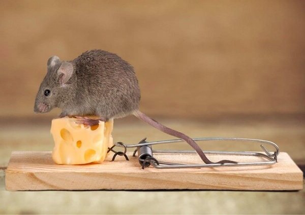 Як позбутися мишей у квартирі
