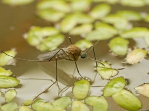Борьба с комарами в Одессе