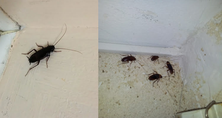 тараканы в общежитии