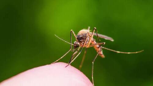 уничтожение комаров в киеве